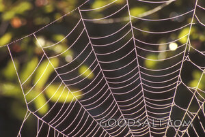 Morning Light on the Spider Web