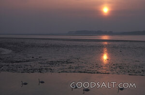 Sunset Swans on the Quiet Shore