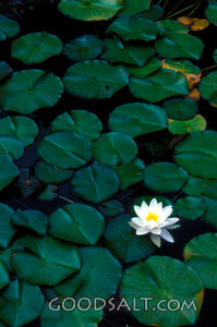 single white lily among green pads