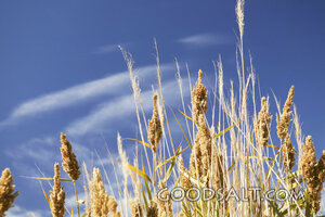 Barley Harvest Under Open Heaven