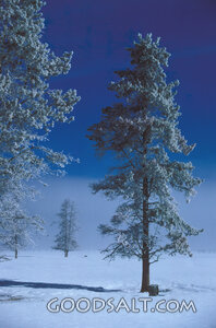 Frosted Pines in Winter Stillness