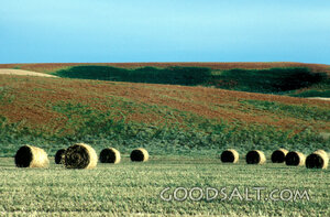 Harvest Field with Hay Bales