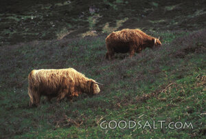 Cattle on the Hillside Pasture