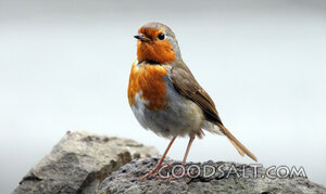 Small Bird
