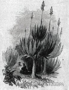 Travelers Rest Beneath Desert Aloes