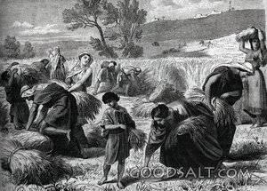 Ruth Gleaning in the Harvest Field