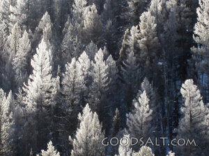 Snow Covered Trees