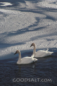Swans on the Winter River