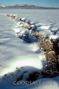 Snowy Field