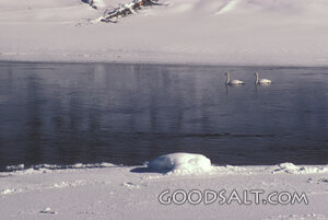 Swans on the Winter River