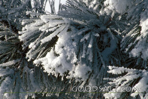 Snowy Pine Branch