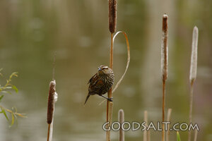 Sparrow on Reed
