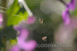 Spider and Web