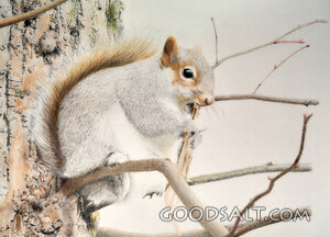 Squirrel