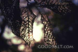 Sunlight Through Weathered Leaves