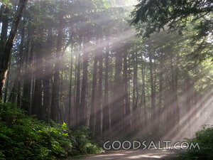 Sun Rays in Forest