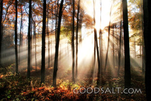 Sun Rays Through Trees