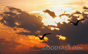 Sunset With Gulls