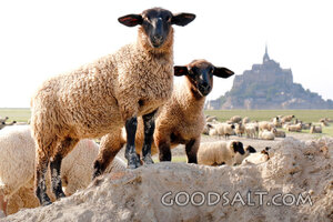 The Flock