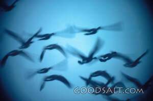 The Flock