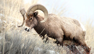 The Ram