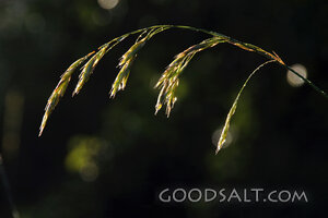 The Seed