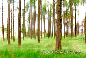 The Trees