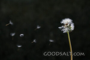 The Wind