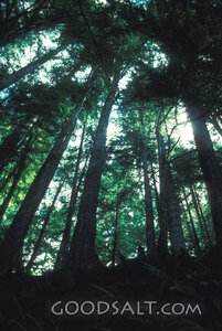 Towering Trees