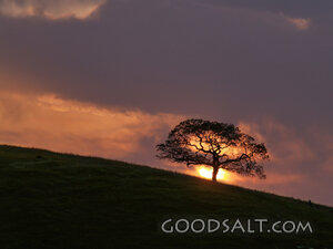 Tree Silhouette