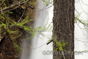 Tree Trunk and Waterfall