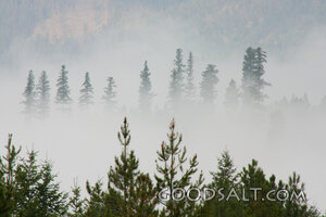 Trees Rising Up Through the Fog