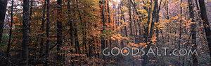 Trees With Autumn Leaves