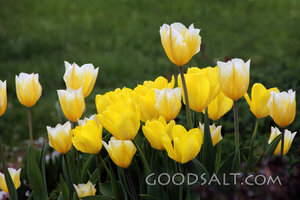 Tulips