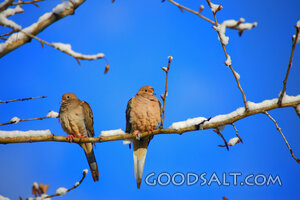 Two Birds on Tree Branch