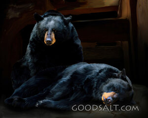 Two Black Bears
