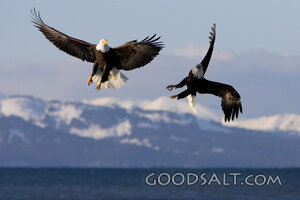 Two Eagles Flying