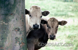 Cattle Peering from the Pasture