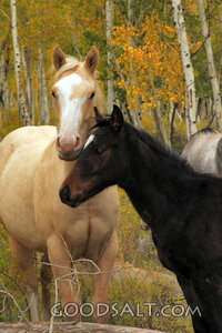 Two Horses