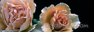 Two Light Pink Roses