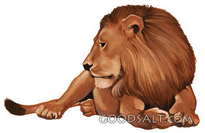Watchful Lion at Rest