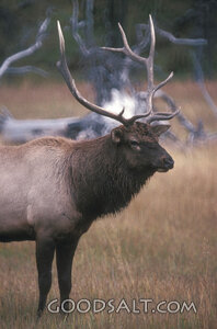 Bull Elk in Meadow Grass