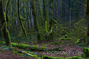 WASHINGTON. Gifford-Pinchot National Forest. Rain forest nea