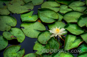 Water Lilly With Leaves
