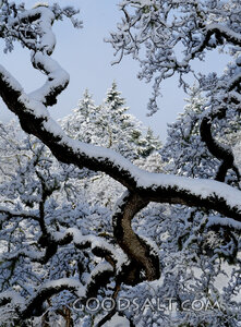 Winter Evergreens Framed by Oak Branches