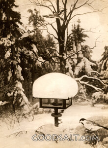 Winter Scene