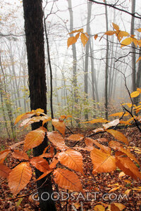 Woods in Autumn