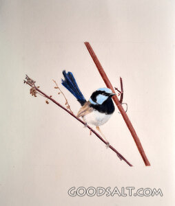 Fairy Wren