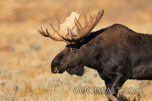 WYOMING. Grand Teton National Park. Bull moose (Alces alces)