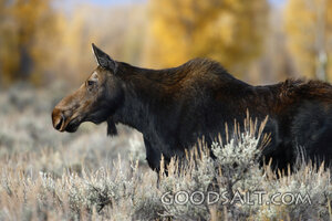 WYOMING. Grand Teton National Park. Cow moose (Alces alces) 